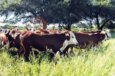 GANADERÍA: ACTUALIZACIÓN DE TASAS PARA TRÁMITES DE MARCAS Y SEÑALES A PARTIR DE 2026